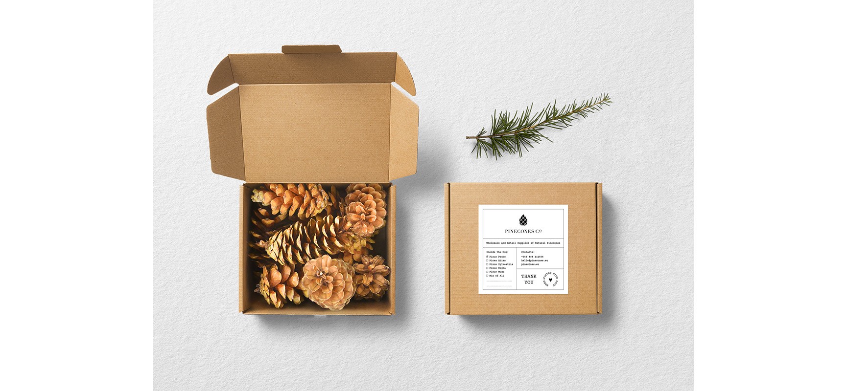 pinecones_box11642024387