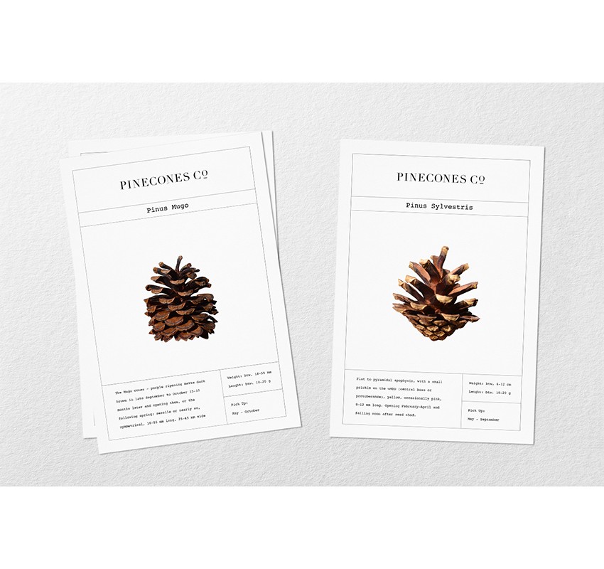 pinecones_portfolio_cards_1642024596