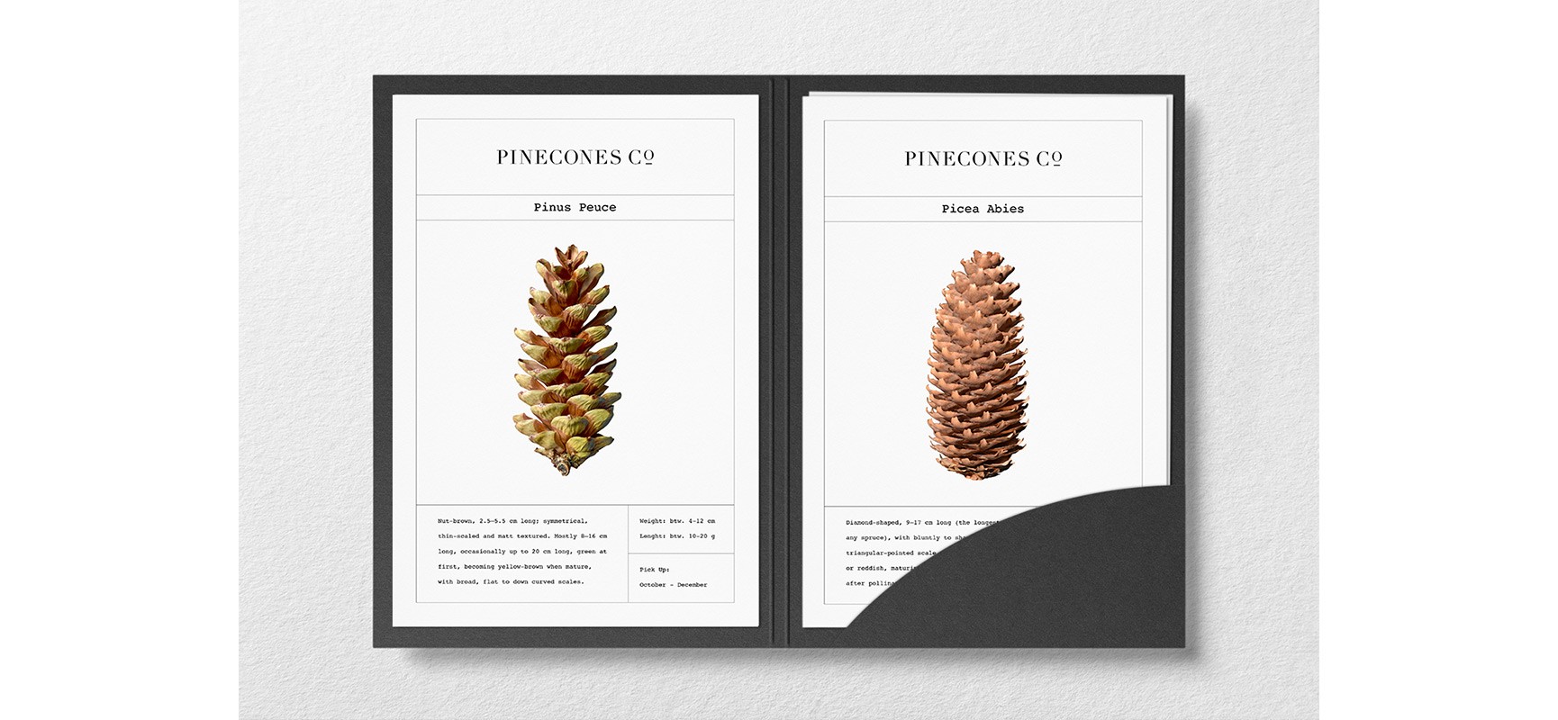 pinecones_portfolio_open_cards1642024641